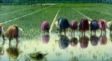 Donne chine in una piantagione di riso.