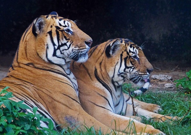 Tigri In Nepal Raddoppiate Grazie A Governo E Di Caprio La Voce D Italia