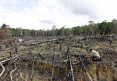 Foresta: continua la deforestazione in America Latina e Africa