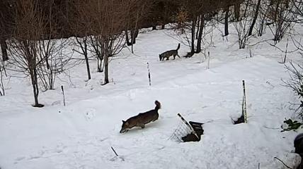 Coppia di lupi alla ricerca di cibo sulla neve