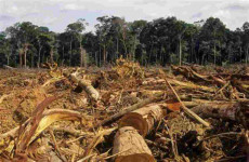 Alberi tagliati in una deforestazione nell'Amazzonia.