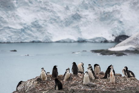 In una foto di Greenpeace una colonia di pinguini al bordo di un ghiacciaio.