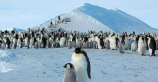 Una colonia di pinguini.