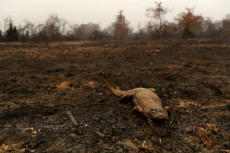 Un coccodrillo morto in un area bruciata nel Pantanal di Brasile.