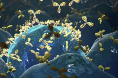 Coronavirus, il mondo spera nella cura degli anticorpi