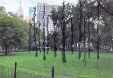 La foresta di Madison Square Park piantata da Maya Lin.