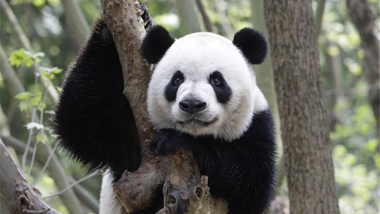 Un panda gigante.