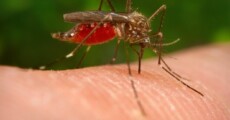 La zanzara portatrice della West Nile