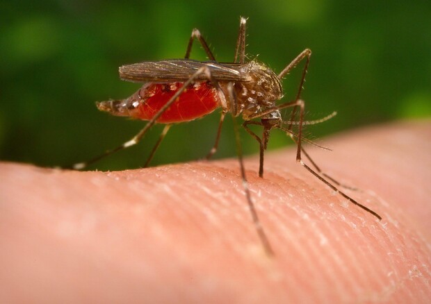 La zanzara portatrice della West Nile